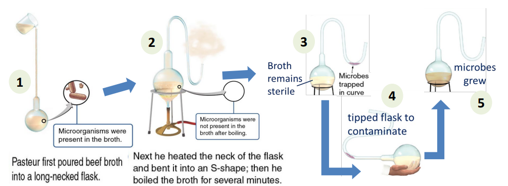 <p>demonstrated that microbes in the air could contaminate sterile solutions; devised experiment <strong><u>to prove biogenesis</u></strong>.</p><p>&gt; devised the swan neck flask: <strong><u>admitted air, but prevented travel of airborne contaminants in the broth.</u></strong></p><p>&gt; Growth appeared <strong><u>only </u></strong>when contaminants contacted the broth</p><p></p>