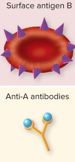 <p>Blood Type B </p>