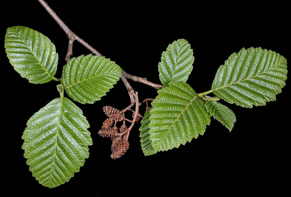 <p>alnus rubra</p><p>characteristics: pretty smooth bark with blisters (lenticells) that act as snorkels for tree in highly saturated soil, root nodule that fix nitrogen in nutrient poor soil (early succession), orange/red pigment, white patches (lichen), simple leaves that are inruled (bowly), serrated, catkins—coney seed ones, long pollen ones </p>