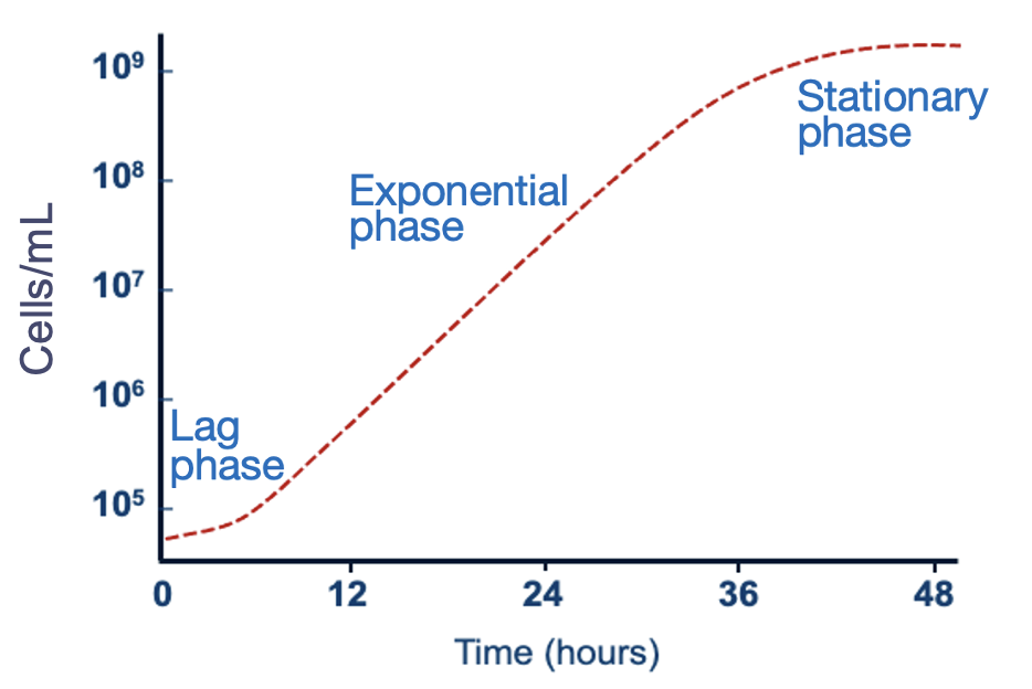 <p>1- lag phase</p><p>2- exponential phase</p><p>3- stationary phase</p>