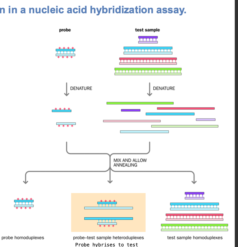 <p>-DNA probe chosen -<strong> single defined nucleic acid l</strong>abelled </p><p>All double strands are DENATURED </p><p>Single stranded probe nucleic acids are MIXED with single - stranded test sample nucleic acids </p><p>Strands with complementary sequences anneal </p><p></p><p>Reannealing of denatured strands - homoduplex formed</p><p>template homoduplex </p><p>probe homoduplex</p><p></p><p>ALSO</p><p><strong>Annealing of partially complementary probe and TEST-SAMPLE SEQUENCES</strong> - HETERODUPLEX -within complex nucleic acid population </p>