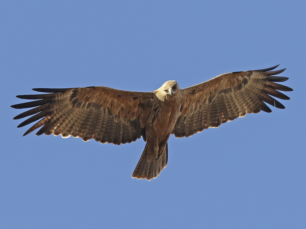 <p>Tawny Eagle</p>