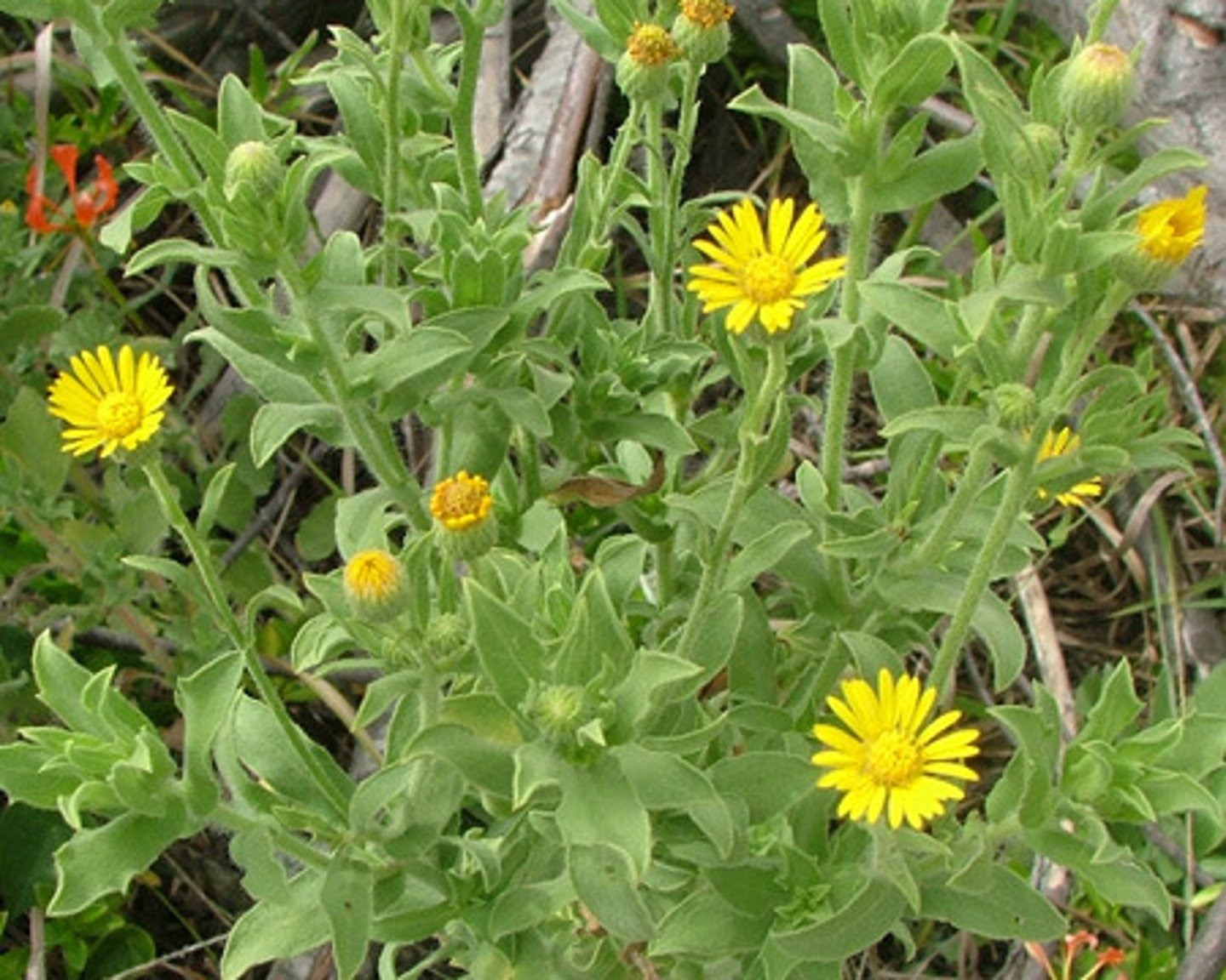 <p>Asteraceae telegraph weed</p>