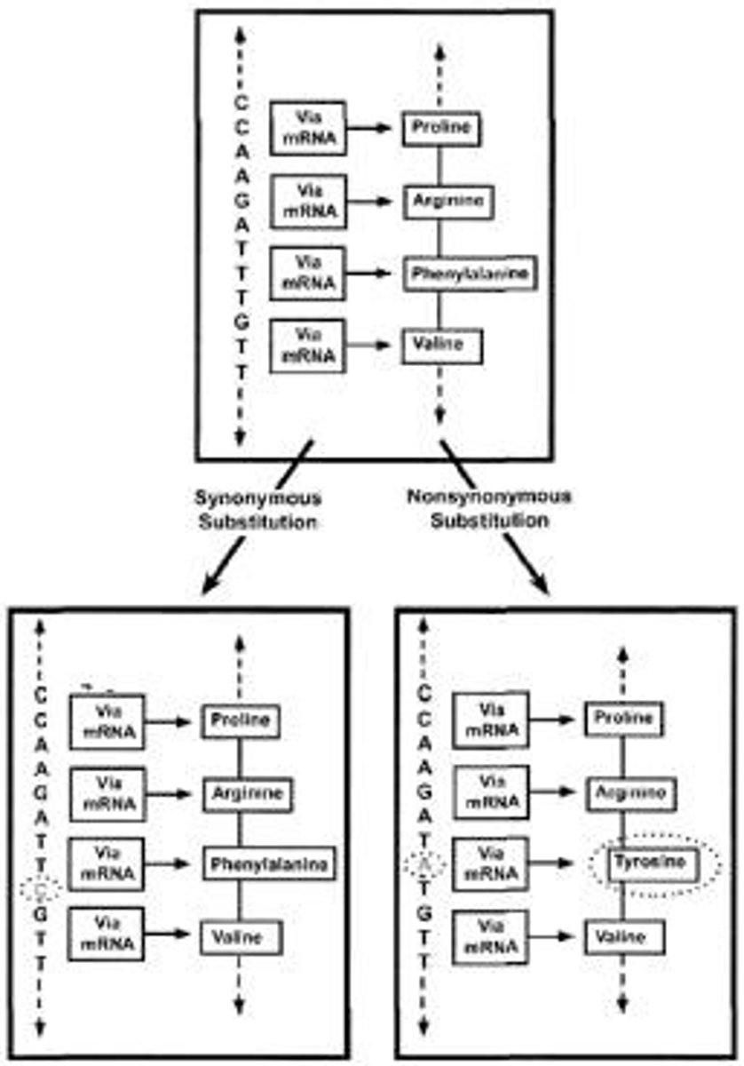 <p>Mutation resulting in a different amino acid.</p>