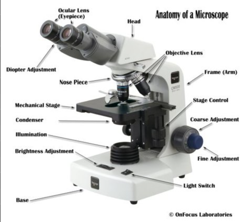 <p><span style="background-color: transparent;">Ocular objectives– magnify image, usually 10x to 15x</span></p><p><span style="background-color: transparent;">Head– holds ocular lenses</span></p><p><span style="background-color: transparent;">Arm– holds head and stage</span></p><p><span style="background-color: transparent;">Mechanical stage knobs– move slide on stage (both horizontal and vertical knobs)</span></p><p><span style="background-color: transparent;">Fine adjustment knob– sharpens image</span></p><p><span style="background-color: transparent;">Revolving nosepiece– rotates objectives into viewing position</span></p><p><span style="background-color: transparent;">Slide holder– fixed and movable parts</span></p><p><span style="background-color: transparent;">Stage– holds slide</span></p><p><span style="background-color: transparent;">Condenser– focuses light on specimen</span></p><p><span style="background-color: transparent;">Iris diaphragm– controls amount of light entering specimen</span></p><p><span style="background-color: transparent;">Light– illuminates specimen</span></p>