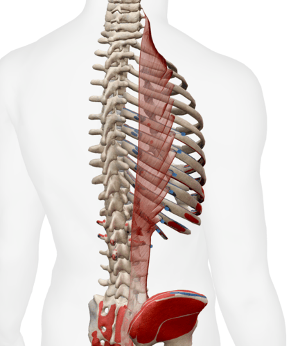 <p>cervicis: superior 6 ribs</p><p>thoracis: inferior 6 ribs</p><p>lumborum: iliac crest</p>