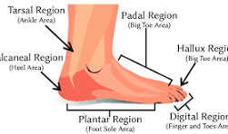 <p>What is the hallux?</p>