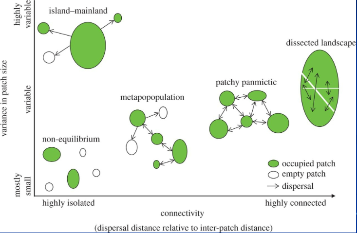 <ul><li><p>classic metapopulation (Levins)</p></li><li><p>mainland-island metapopulation (Boorman and Levitt)</p></li><li><p>nonequilibrium metapopulation</p></li><li><p>patch-population (panoptic)</p></li><li><p>directed landscapes</p></li></ul><p></p>