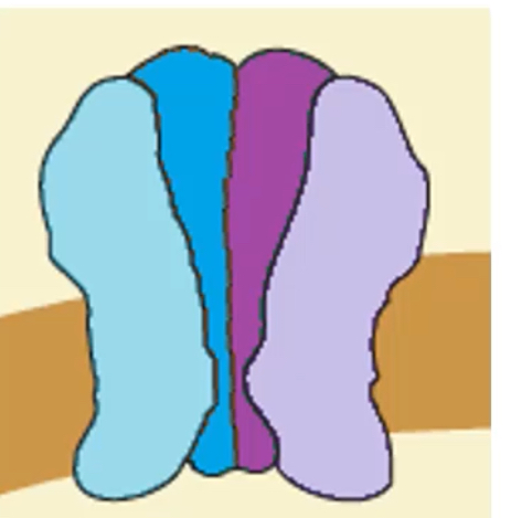 <p>Kainate receptors are ionotropic glutamate receptors that mediate excitatory neurotransmission, but with more modulatory roles than AMPA receptors.</p><p></p><p>	•	They are built from five possible subunits: GluK1–GluK5 </p><p>	•	The functional receptor is tetrameric.</p><p>	•	Subunit assembly rules:</p><p>	•	GluK1–GluK3 can form homomeric receptors or heteromeric receptors with each other.</p><p>	•	GluK4 and GluK5 cannot form functional receptors alone.</p><p>	•	GluK4/5 must combine with GluK1–3 to form functional heteromeric channels.</p><p>	</p><p>Gating mechanism:</p><p>	•	They are ligand-gated ion channels.</p><p>	•	Glutamate binding is required for channel opening.</p><p>	•	The exact gating and signalling mechanisms are less well understood than for AMPA and NMDA receptors.</p><p>	</p><p>Distribution and function:</p><p>	•	Kainate receptors have a more limited distribution in the brain compared with AMPA and NMDA receptors.</p><p>	•	They often act at presynaptic terminals, where they modulate neurotransmitter release, rather than producing large fast EPSPs.</p><p></p>