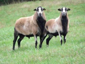 <p>Barbados Blackbelly</p>