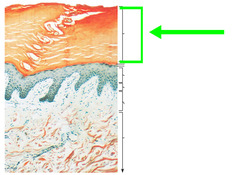 <p>Absent of nuclei, anucleated, keratinized dead layer of cells.</p><ul><li><p>20/30 flat rows</p></li><li><p>physical barrier to protect deeper cells from environment, prevent water loss, protects against abrasion and penetration.</p></li><li><p>Acts as a barrier against biological, chemical and physical assaults.</p></li></ul>