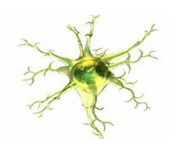 <p>which glial cell?</p><p>small <mark data-color="yellow" style="background-color: yellow; color: inherit">macrophages</mark></p><p>develop from stem cells</p><p>wander through <mark data-color="yellow" style="background-color: yellow; color: inherit">CNS</mark></p><p>perform check on brain tissue </p><p><mark data-color="yellow" style="background-color: yellow; color: inherit">detect foreign particles and get rid of them</mark></p><p><mark data-color="yellow" style="background-color: yellow; color: inherit">concentrated in damaged areas</mark> (infection, trauma, or stroke)</p>