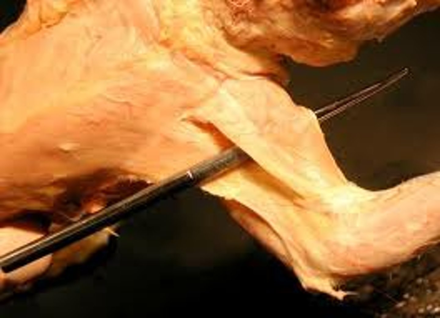 <p>name this muscle</p>