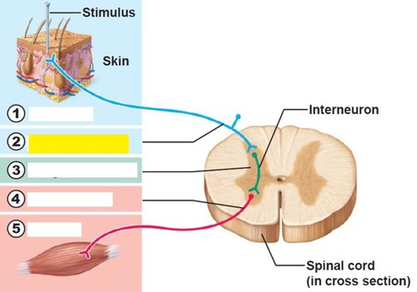 <p>transmits afferent impulses to the CNS</p>