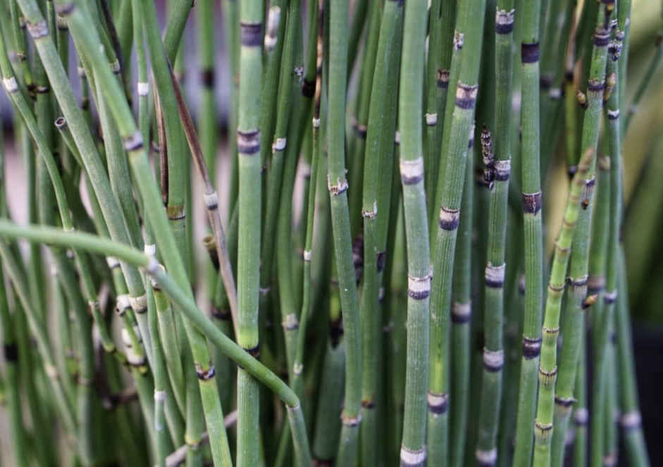 <ul><li><p>vascular tissue </p></li><li><p>silica in their cell walls</p></li><li><p>rigged stems </p></li><li><p>reproduce w/ spores </p></li></ul><p></p>