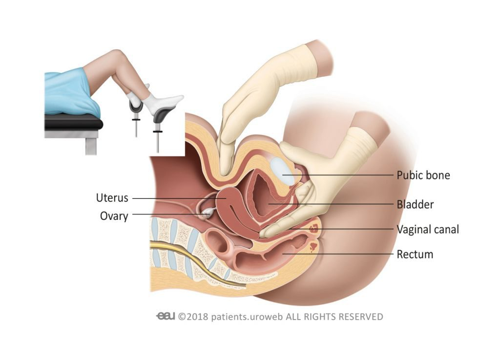 The palpation of the uterus and ovaries using a **gloved finger inside the vagina and the other hand outside of the body on the pelvic area**