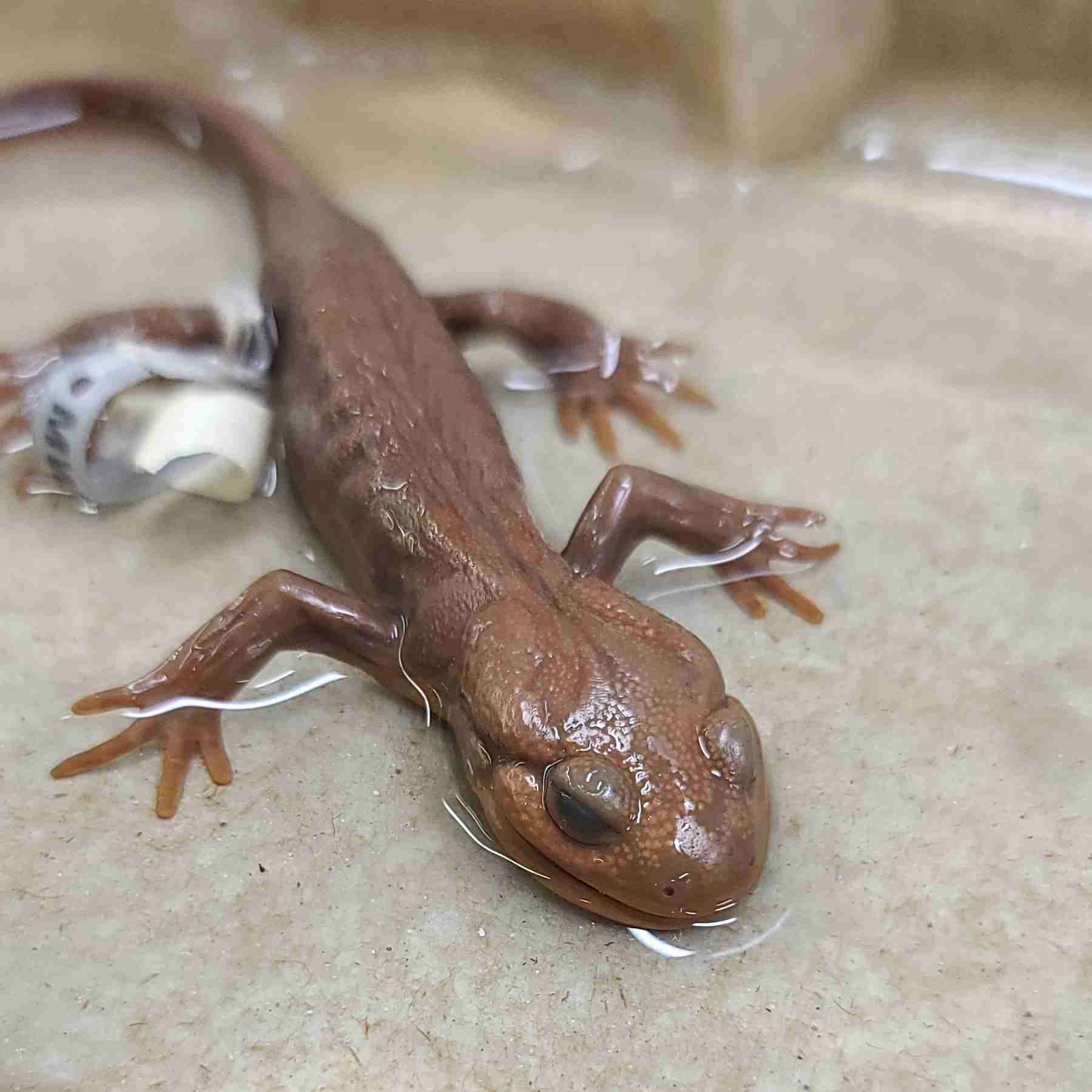 <p>mod. size, smooth skin, robust body, short blunt head</p>