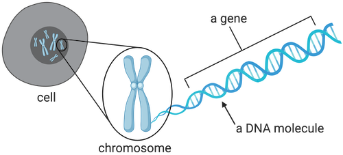 <p>Chromosomes</p>