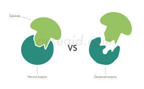 <p>What happens when the the temperature and pH changes sufficiently beyond an enzyme’s optimum?</p>