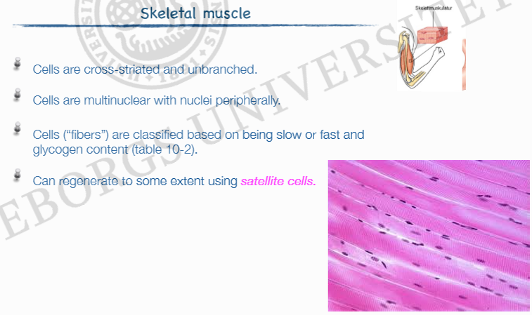 <ul><li><p>Cellerna är tvärstrimmiga och ogrenade</p></li><li><p>Cellerna är flerkärniga med kärnor placerade perifert.</p></li><li><p>Kan regenerera till en viss grad mha Satellit celler</p></li></ul><p></p>