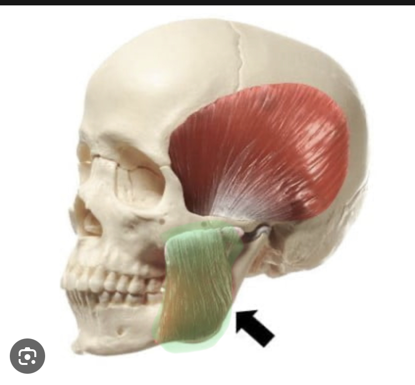 <p>Identify the highlighted muscle</p>