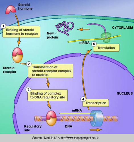 Steroid hormones