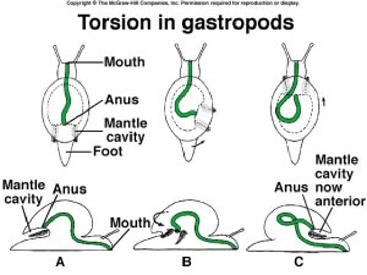 <p>A twisting of the body over on itself</p>
