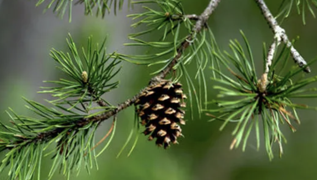 <p>What plant is this?</p>