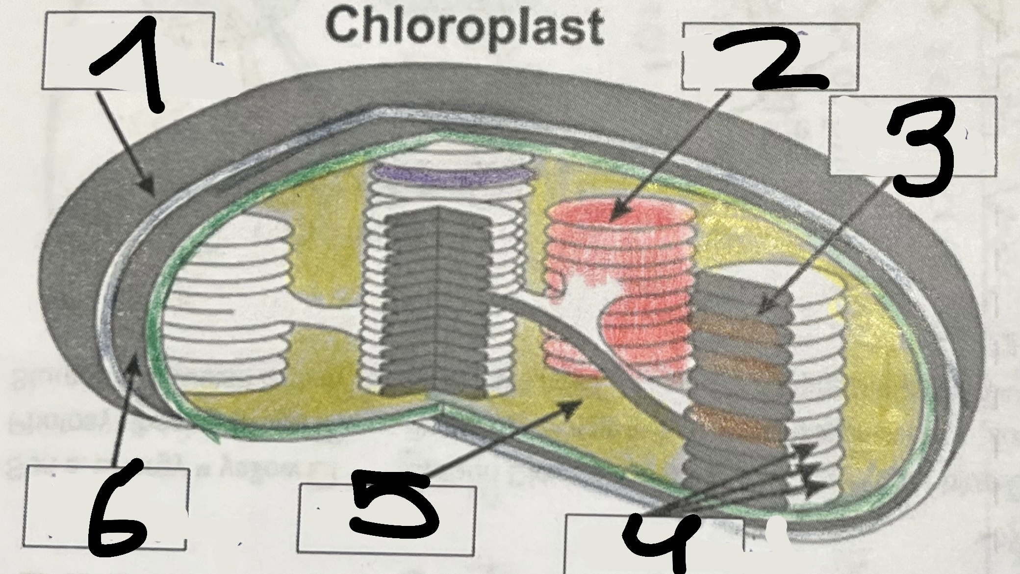 <p>5</p>