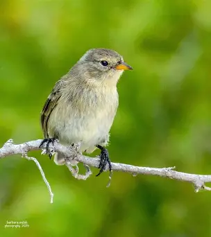 <p>Green Warbler Finch </p><ul><li><p>plumage color is pale beige in all stages </p></li></ul><p></p>