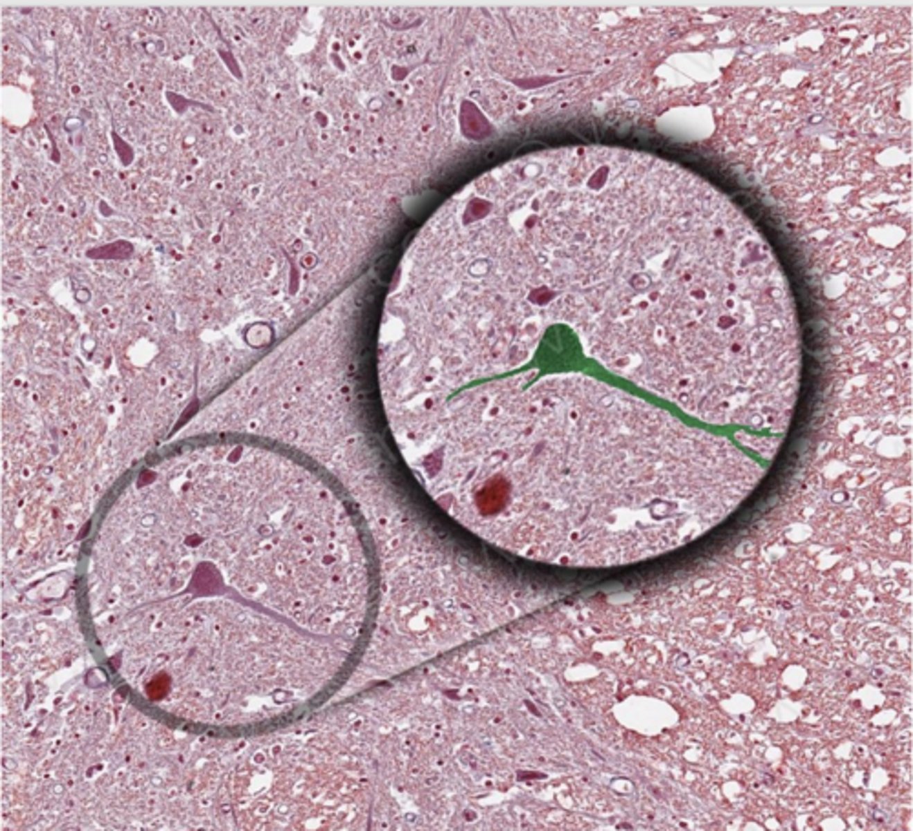 <p>Identify the cell</p>