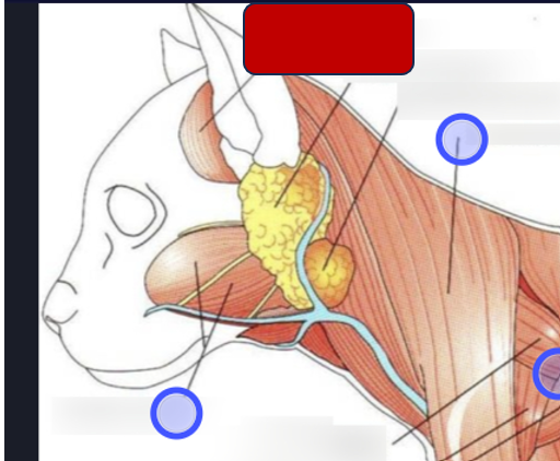 <p>Label the muscle</p>