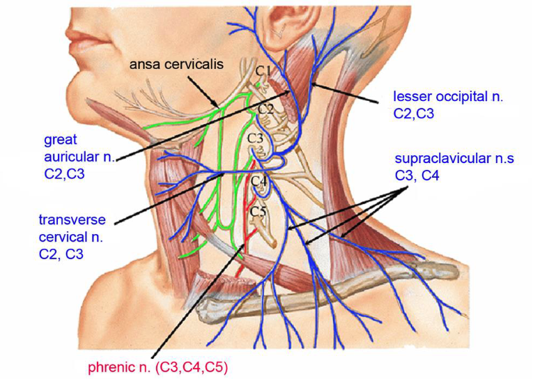 <p>C3,C4,C5</p>