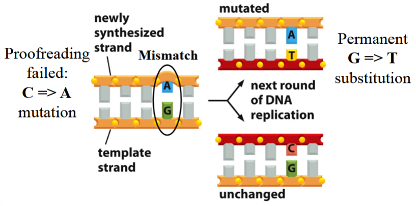 <p>proofreading fails, a mutation occurs (e.g. C→A; A+G pair instead of C+G)</p><p>no repair occurs</p><p>with the next round of DNA replication:</p><p>one new strand matches with the nonmutated template, remains unchanged (C+G pair)</p><p>the other new strand matches with the mutated template, has a permanent G→T substitution (A+T pair instead of C+G)</p>