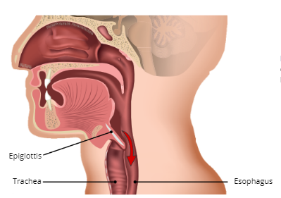 Epiglottis