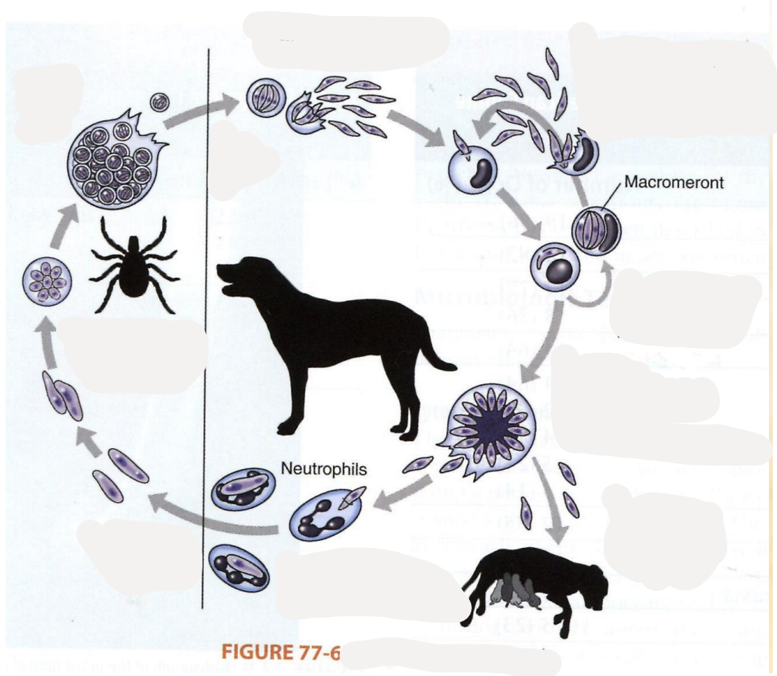 <p>which parasite has this life cycle?</p>