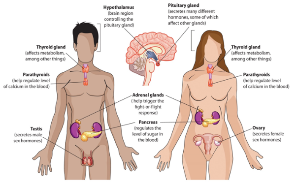 <p>eight major glands</p>