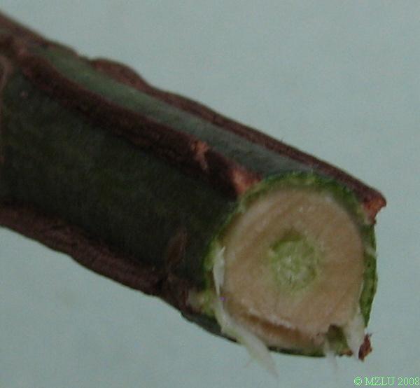 <p><span><strong><em>Euonymus europaeus</em></strong></span></p><p>Pupeny <strong>vstřícné,</strong> vejcovité, postranní přitisklé, pupenové šupiny zelené s&nbsp;tmavohnědým lemem.</p><p class="Norml-Skripta" style="text-align: justify">Letorosty zelené, okrouhle čtyřhranné, na&nbsp;starších větvích fialově hnědé korkové lišty, listové jizvy se nedotýkají.</p>