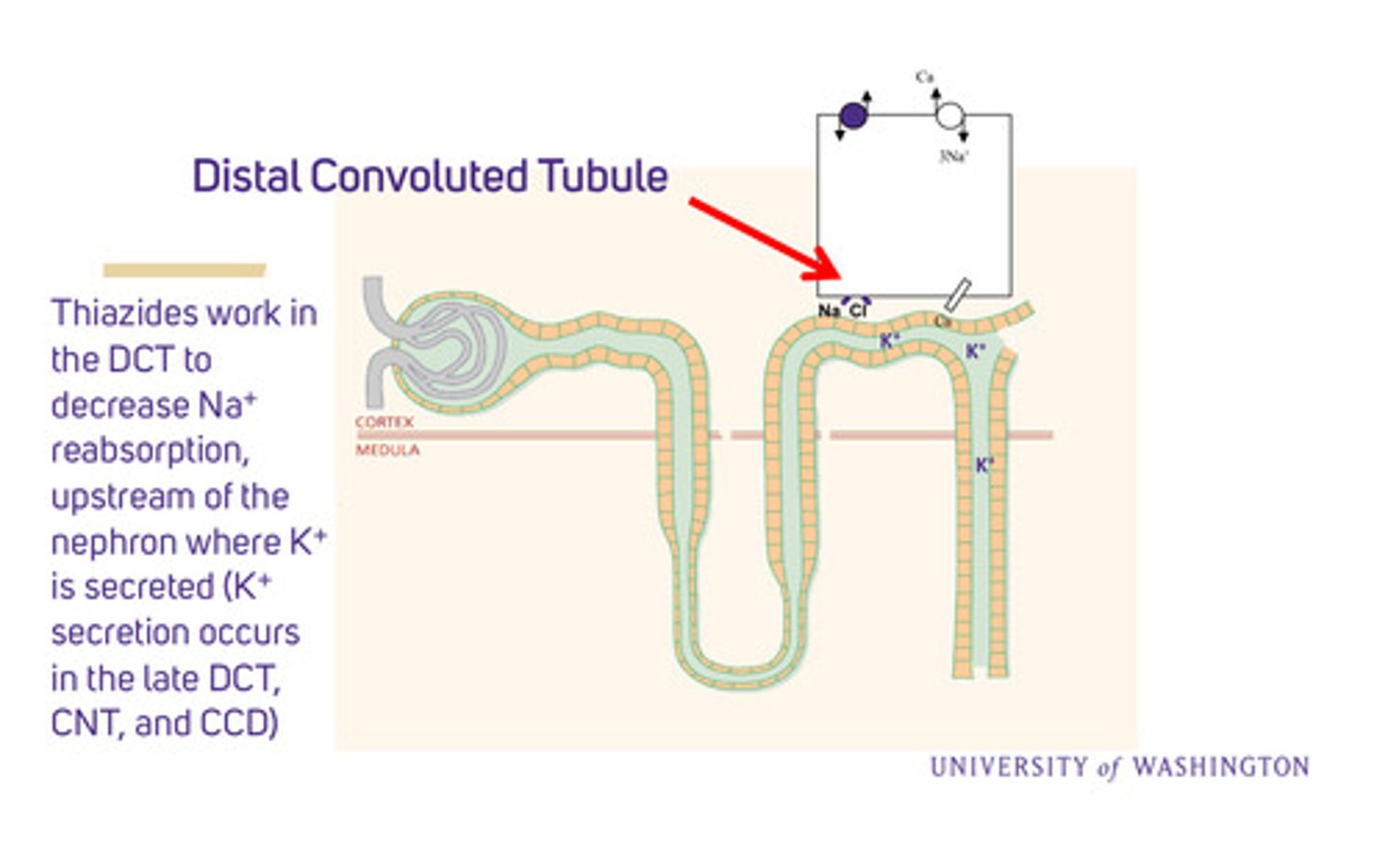 <p>in the DCT to decrease Na+ reabsorption, upstream of the nephron where K+ is secreted (this occurs in the late DCT, connecting tubule, and CCD)</p>