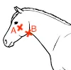 <p>a. transverse facial artery</p><p>b. facial (orsubmandibular) artery</p>
