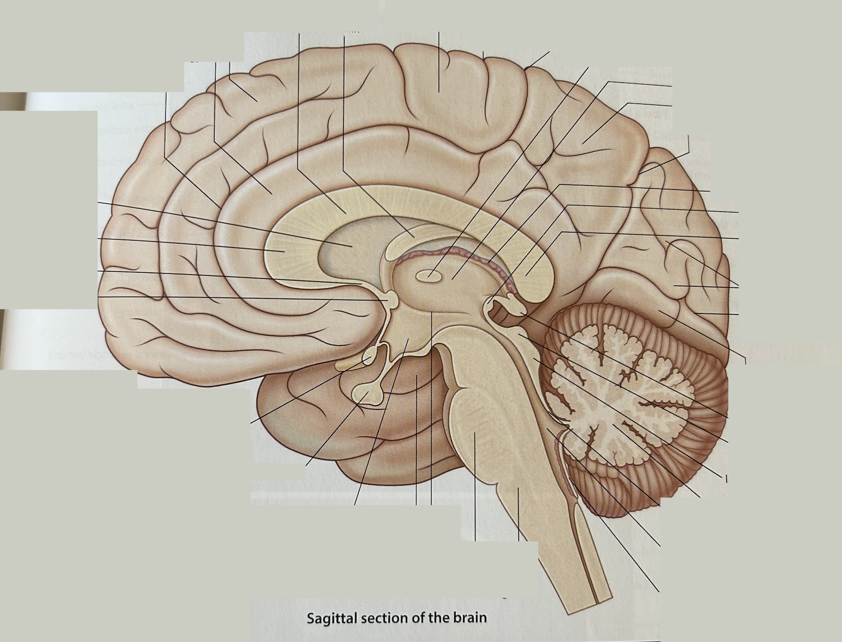 Where is thalamus?
