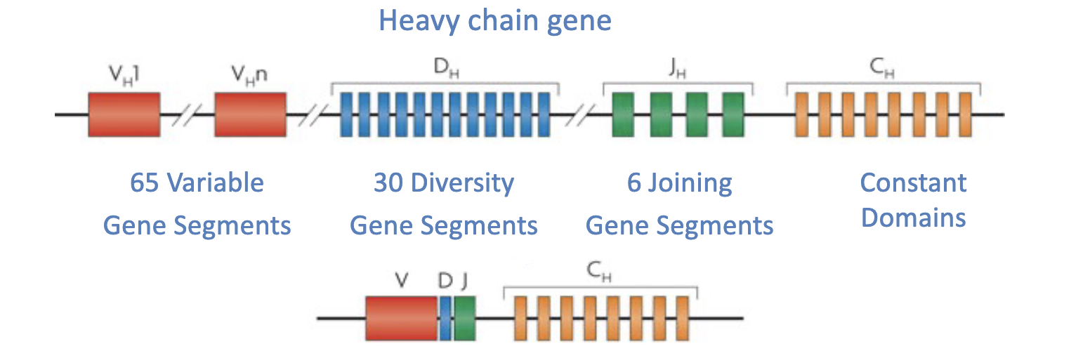 <ul><li><p>A random combination of V, D, and J segments (genes) provides 65×30×86~ 12,000 possible unique combinations for just the heavy chain (light chain generated in a similar process)</p></li><li><p>Over 100 million possible antibodies</p></li></ul><p></p>