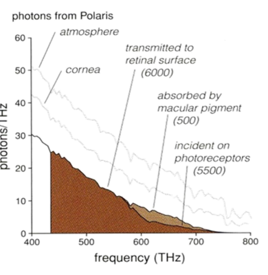 <p>contains light-absorbing pigments that reduces nearly all photons in the UV region</p><ul><li><p>chromatic aberration: vitreous humor is water-like; higher-frequency photons in water are focused in front of other photons in the visible spectrum → removing high-frequency photons sharpen the image</p><ul><li><p>optical distortion caused by different wavelengths focusing at different depths</p></li></ul></li><li><p>also protects the retina as high-freq. photons have more energy thus more likely to damage the visual pigment molecules</p></li></ul><p>vitreous light-scattering and lens absorption (+macular pigment)</p>