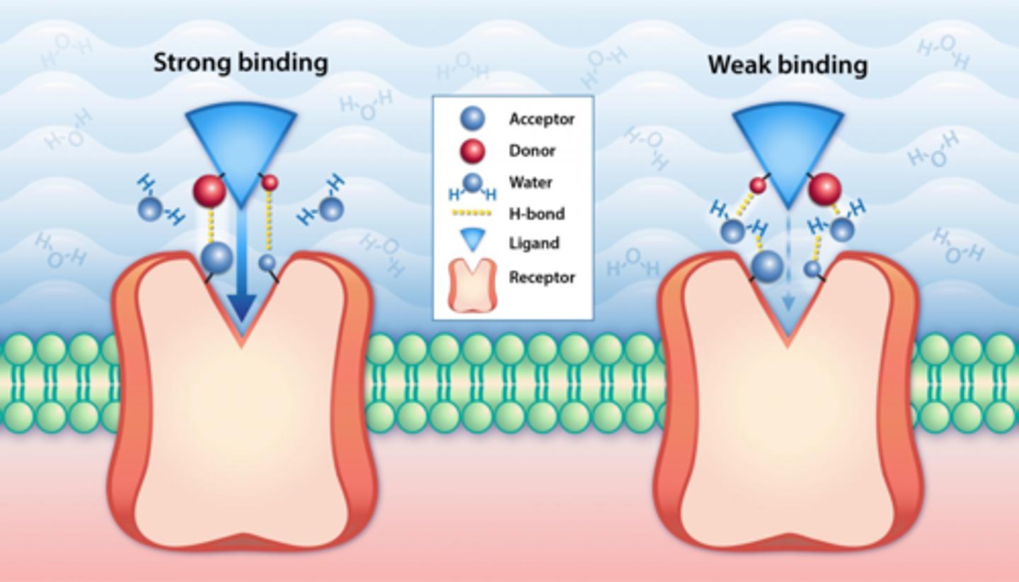 <p>.Affinity: means the strength of the bond between the ligand and its receptor.</p>