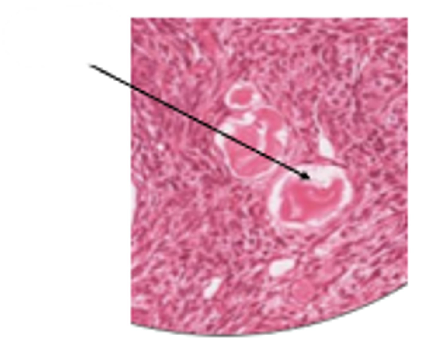 <p>cell and organ?</p>