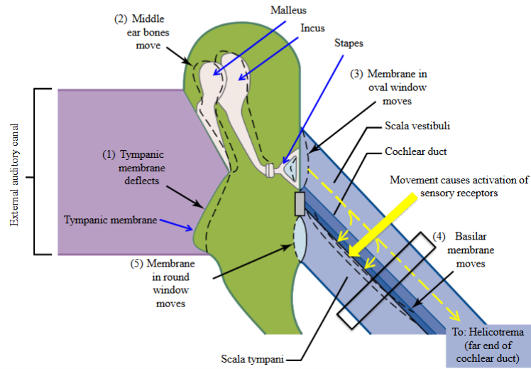 <ul><li><p>Sound waves entering the external auditory canal move the eardrum, which in turn moves the middle ear bones.</p></li><li><p>The stapes pushes against the oval window, causing perilymph to move toward the end of the cochlear duct (helicotrema). </p></li><li><p>Goes down through the cochlear tract—from the scala vestibuli to the scala tympani.</p></li><li><p>This downward movement activates the sensory receptors.</p></li></ul><p></p>