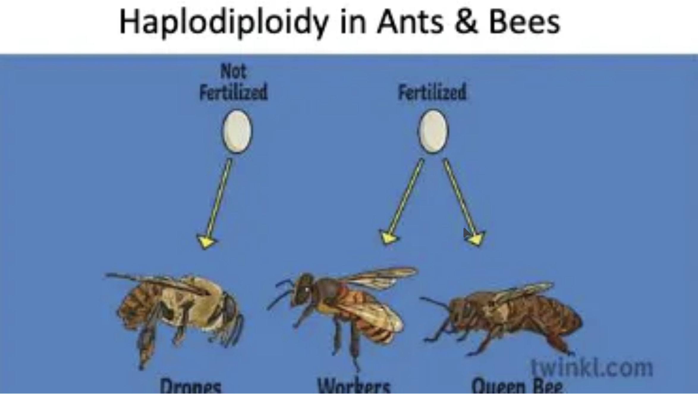 <ol start="2"><li><p>Asexual Reproduction—benefits, downsides, different forms <span data-name="sunflower" data-type="emoji">🌻</span></p></li></ol><p>How are bees special in their use of parthenogenesis</p>