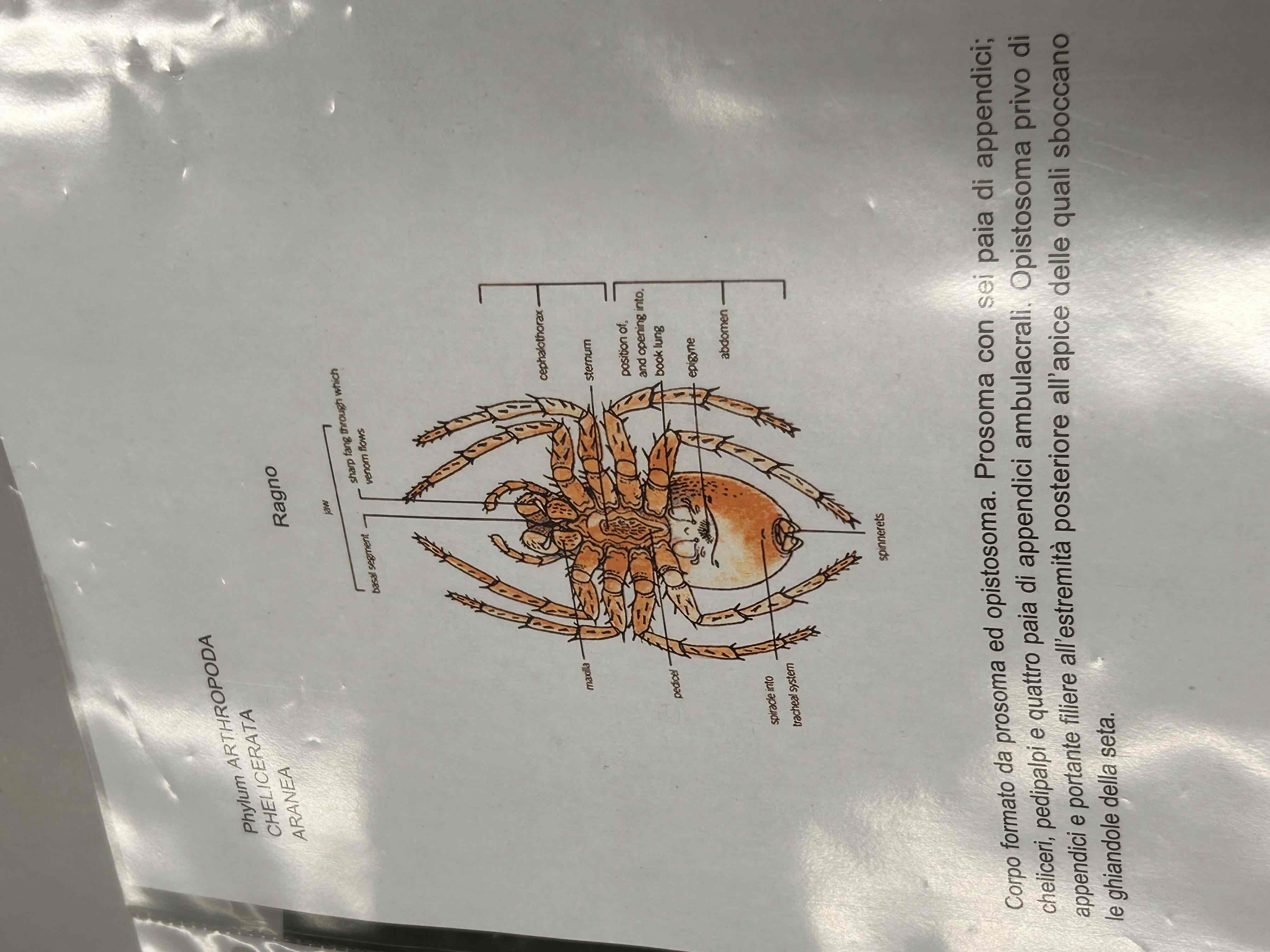 <p>Chelicerati</p><p>Aracnidi</p><p>Aranea</p><p>[ragno]</p>