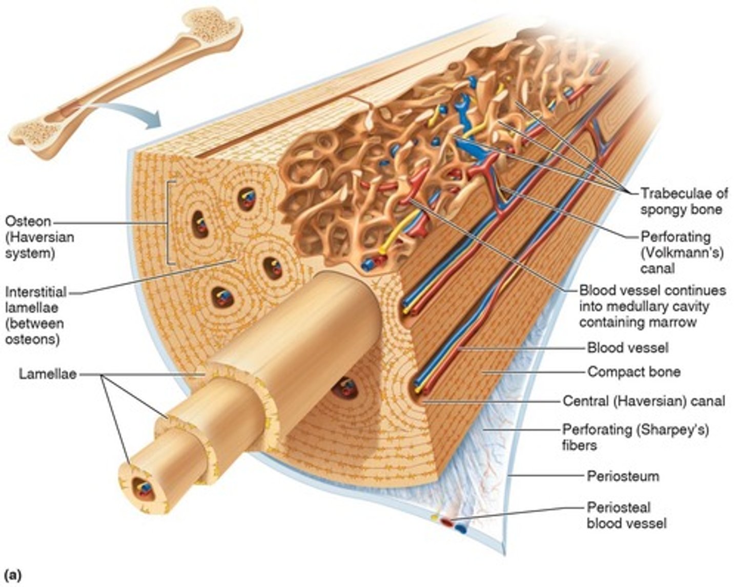 <p>A unit of bone containing central canal and matrix rings, serving as the structural and functional unit of compact bone.</p>