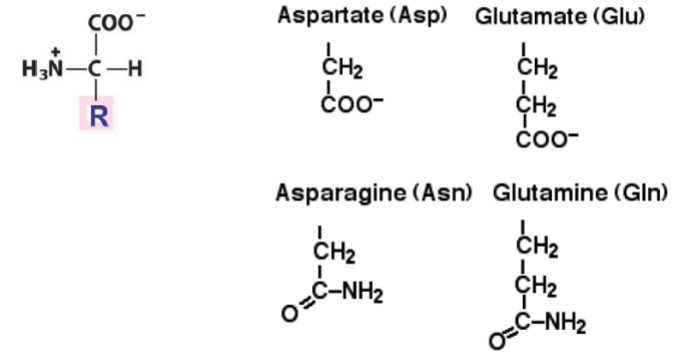 <p>Aspartate[ASP] Glutamate[GLU] Asparagine[ASN] Glutamine[GLN]</p>